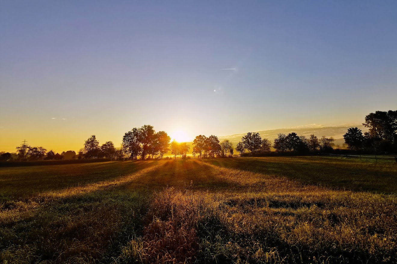 Sonnenaufgang mit Strahlen über dem Feld