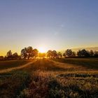 Sonnenaufgang mit Strahlen über dem Feld