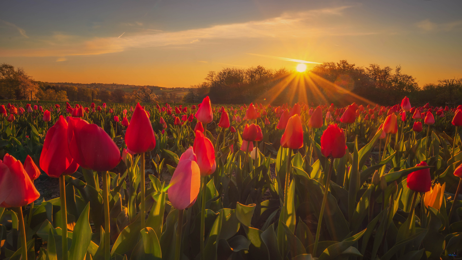 Sonnenaufgang mit Tulpen
