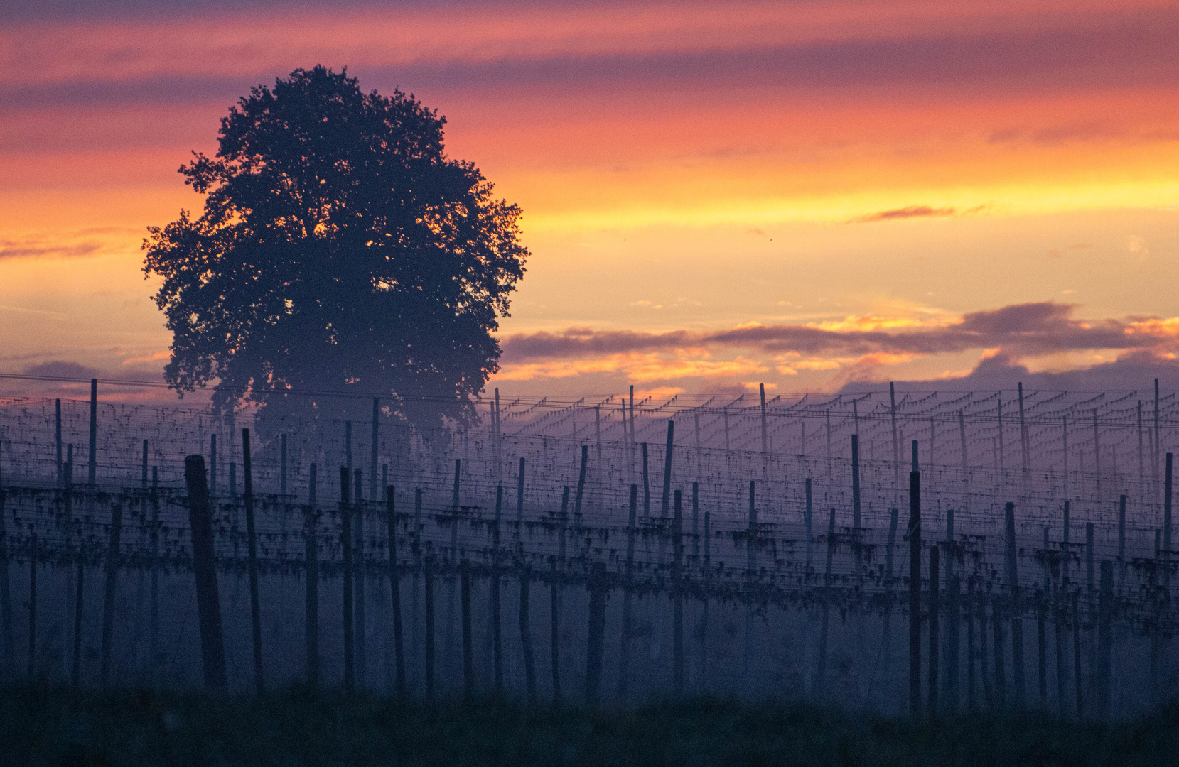 Sonnenaufgang nach der Hopfenernte