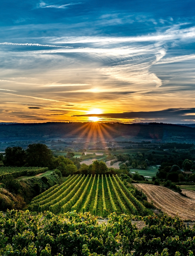 Sonnenaufgang nach der Weinlese