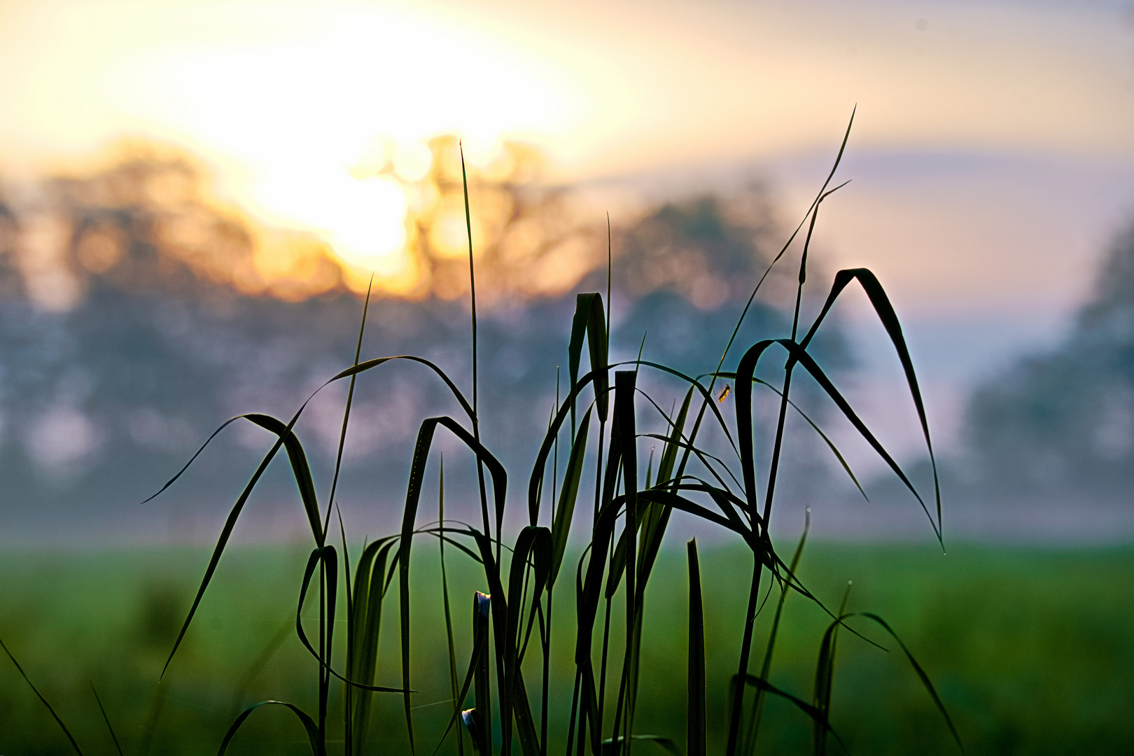 Sonnenaufgang Nebel