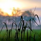 Sonnenaufgang Nebel