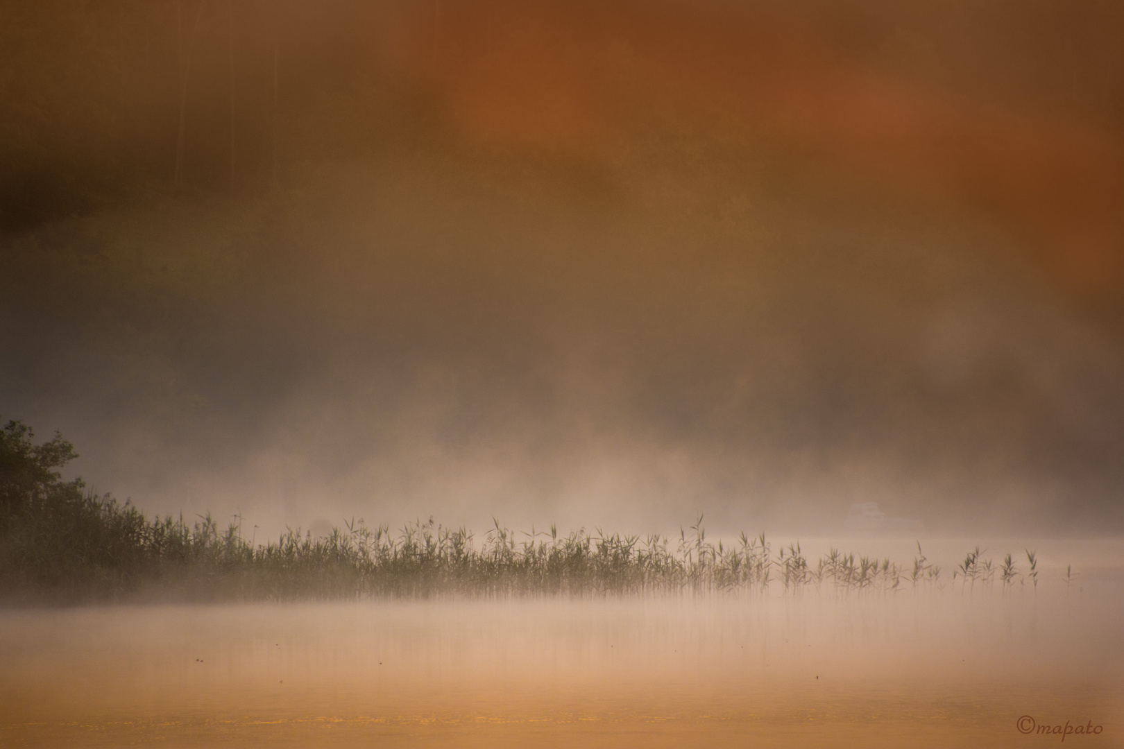 Sonnenaufgang, Nebel und Schilf 