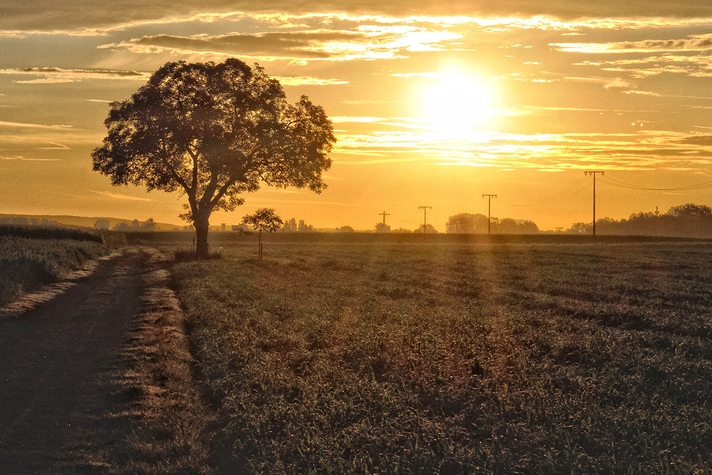 Sonnenaufgang neben Nussbaum