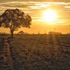 Sonnenaufgang neben Nussbaum