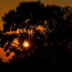 Sonnenaufgang Okavango 