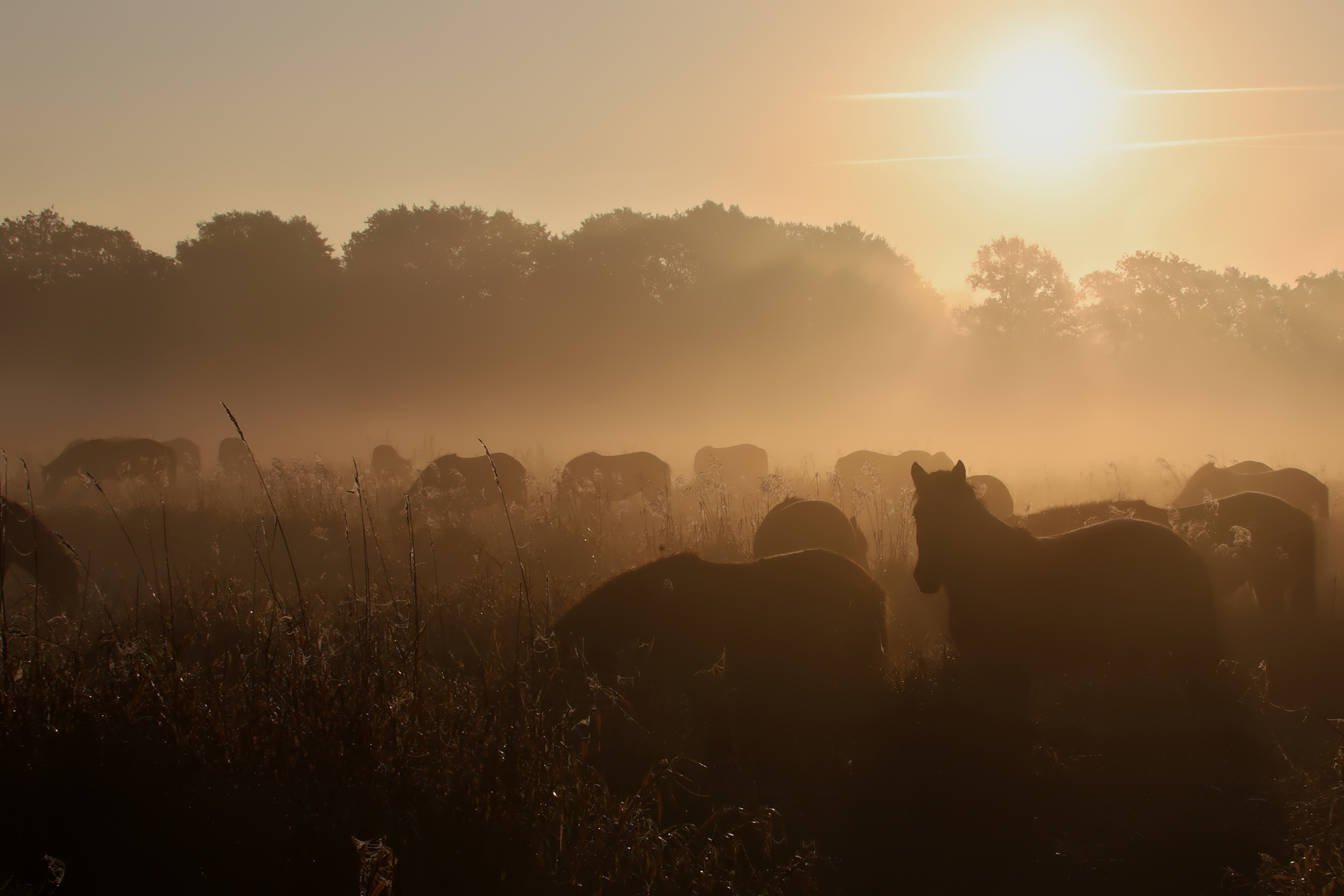 Sonnenaufgang Pferdekoppel - sunrise horse meadow