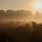 Sonnenaufgang Pferdekoppel - sunrise horse meadow