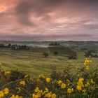 Sonnenaufgang- Podere Belvedere (Toskana, Italien)