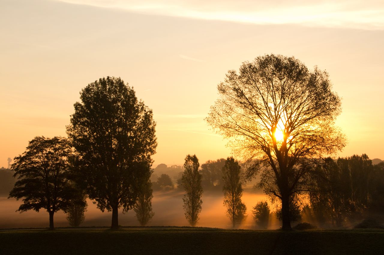 Sonnenaufgang Rheinwiesen