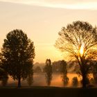 Sonnenaufgang Rheinwiesen