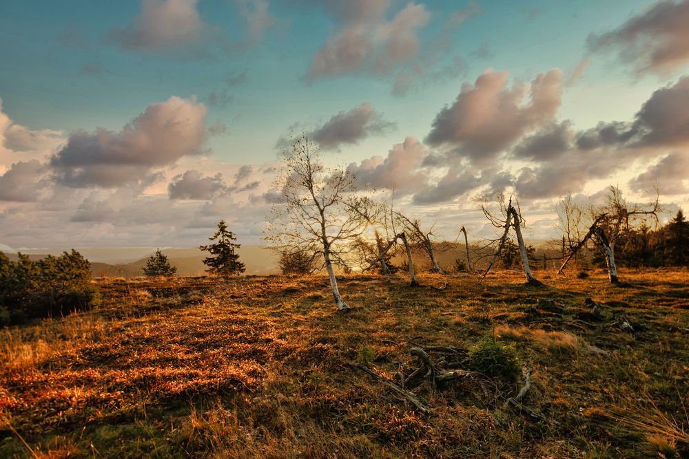 **SONNENAUFGANG SCHWARZWALD**