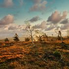 **SONNENAUFGANG SCHWARZWALD**