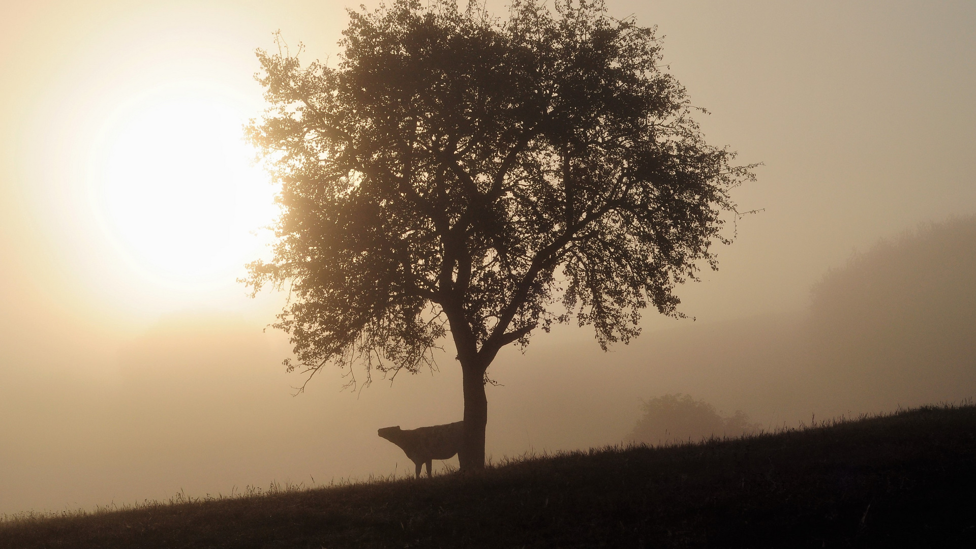 Sonnenaufgang - sichtbare Kälte im Frühnebel