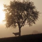 Sonnenaufgang - sichtbare Kälte im Frühnebel