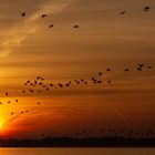 Sonnenaufgang Steinhuder Meer