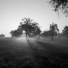 Sonnenaufgang Streuobstwiese