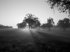 Sonnenaufgang Streuobstwiese