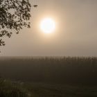 Sonnenaufgang über dem Maisfeld