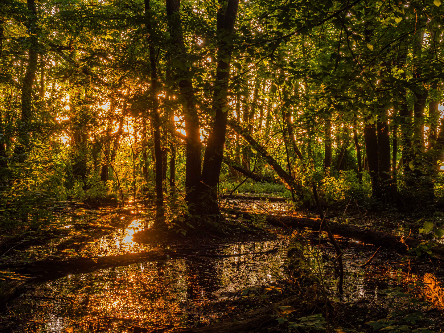 Sonnenaufgang über dem Müggelsee hinter einem kleinen Sumpfgebiet