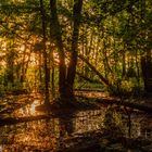 Sonnenaufgang über dem Müggelsee hinter einem kleinen Sumpfgebiet