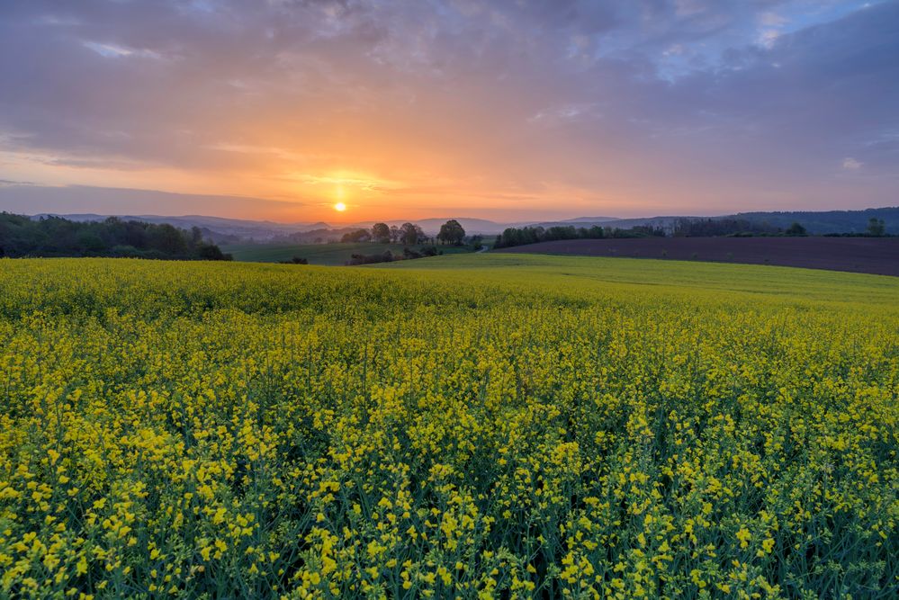 *Sonnenaufgang über dem Rapsfeld*