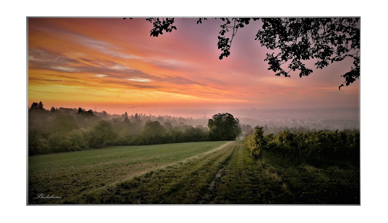 Sonnenaufgang über dem Rheingau