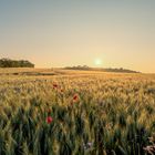 Sonnenaufgang über dem Roggenfeld.