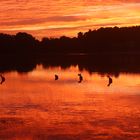 Sonnenaufgang über dem Rothsee