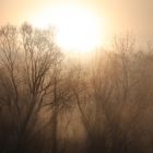 Sonnenaufgang über dem Wald