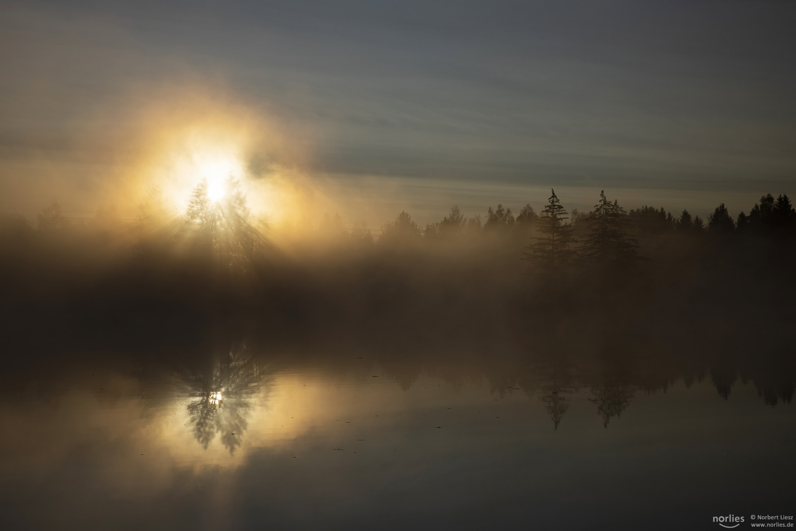 Sonnenaufgang über den Bäumen