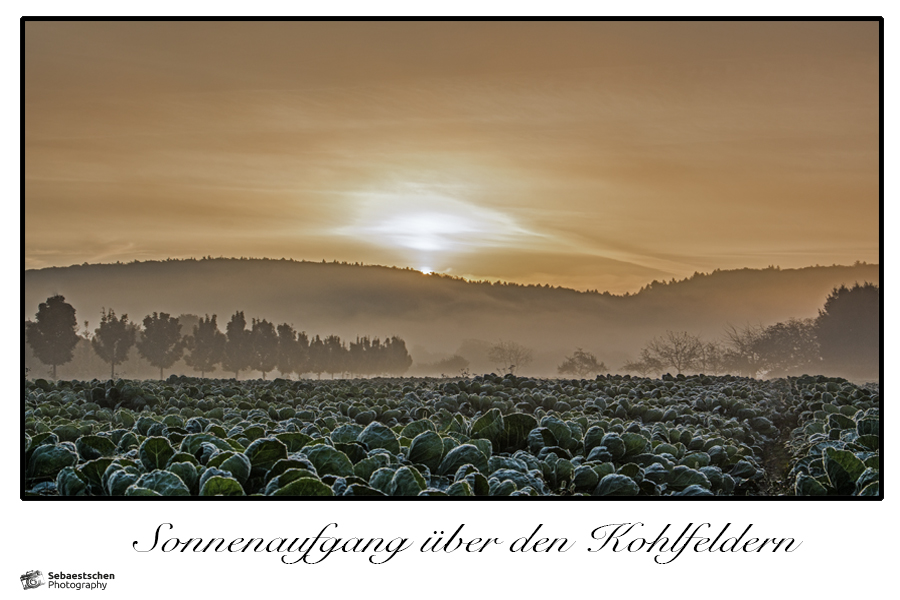 Sonnenaufgang über den Kohlfeldern