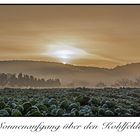 Sonnenaufgang über den Kohlfeldern