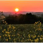 Sonnenaufgang über den Rapsfeldern