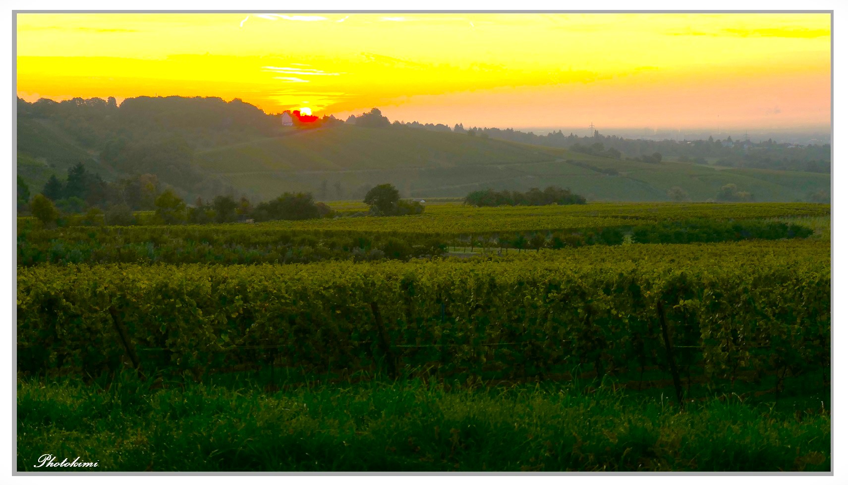 Sonnenaufgang über den Weinbergen