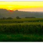 Sonnenaufgang über den Weinbergen