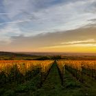 Sonnenaufgang über den Weinbergen