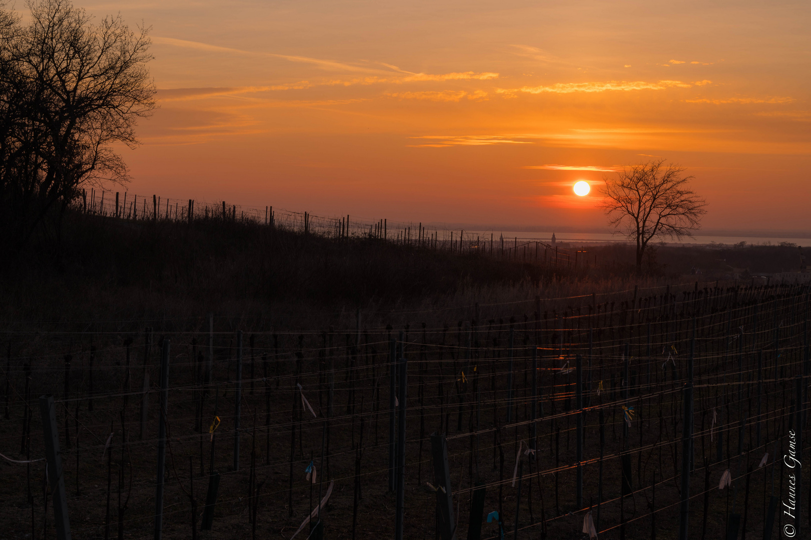 Sonnenaufgang über den Weingärten