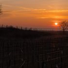 Sonnenaufgang über den Weingärten