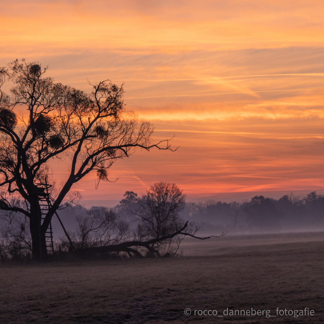 Sonnenaufgang über der Auenlandschaft der Elbe