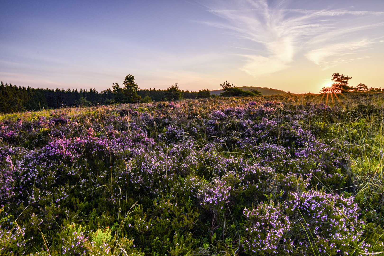 Sonnenaufgang über der Heide