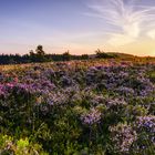 Sonnenaufgang über der Heide