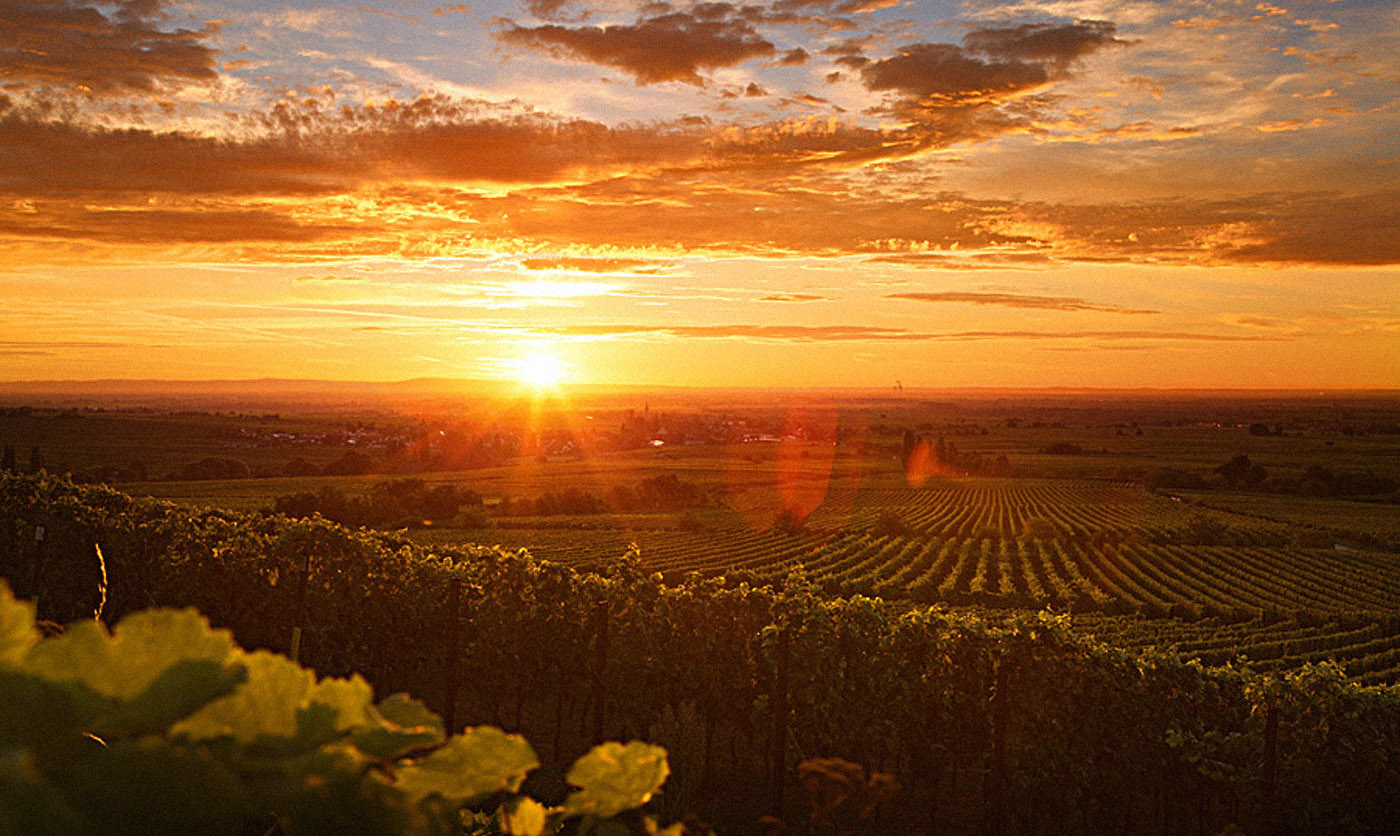 Sonnenaufgang über der Südpfalz