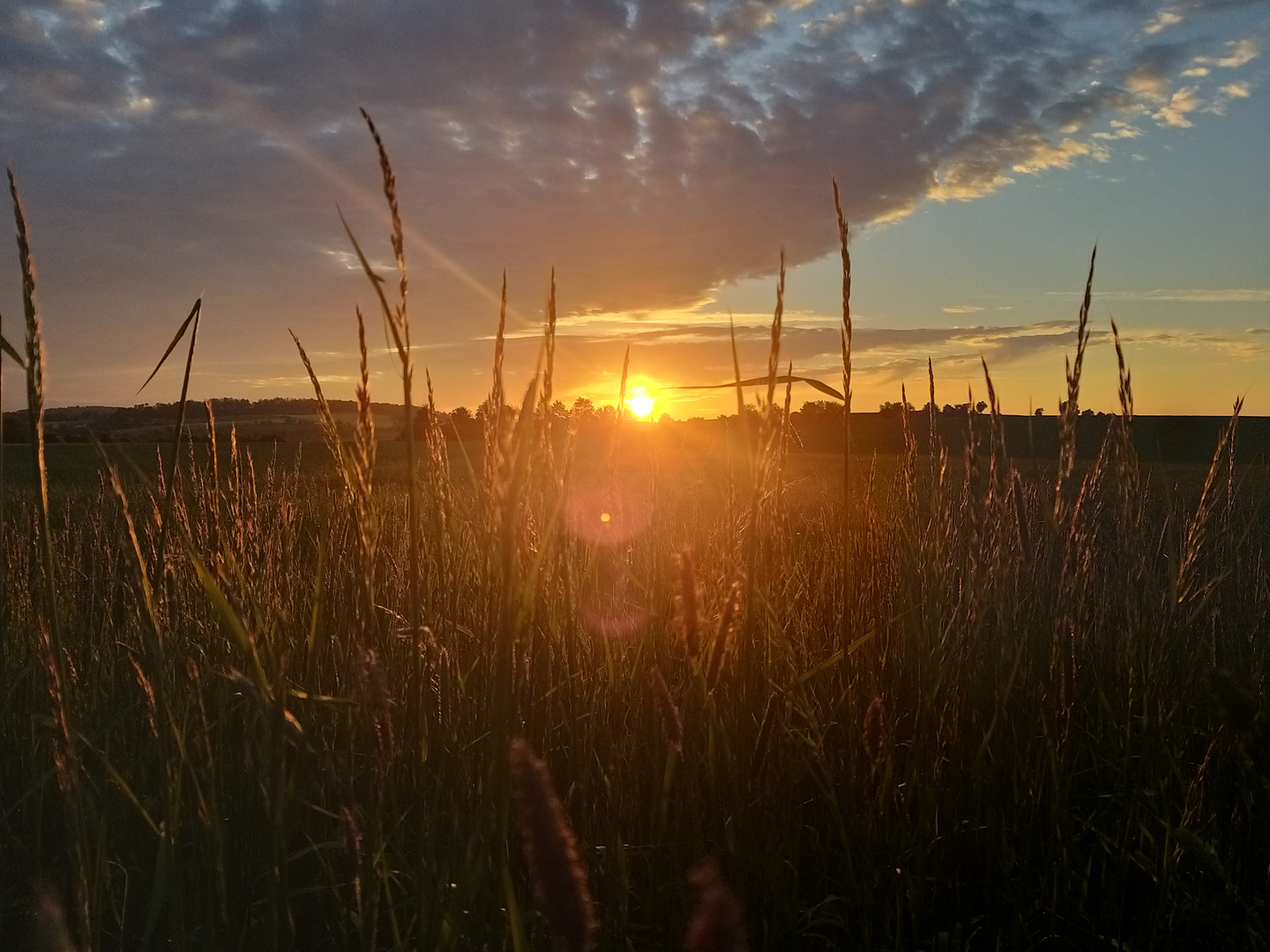 Sonnenaufgang über der Wiese