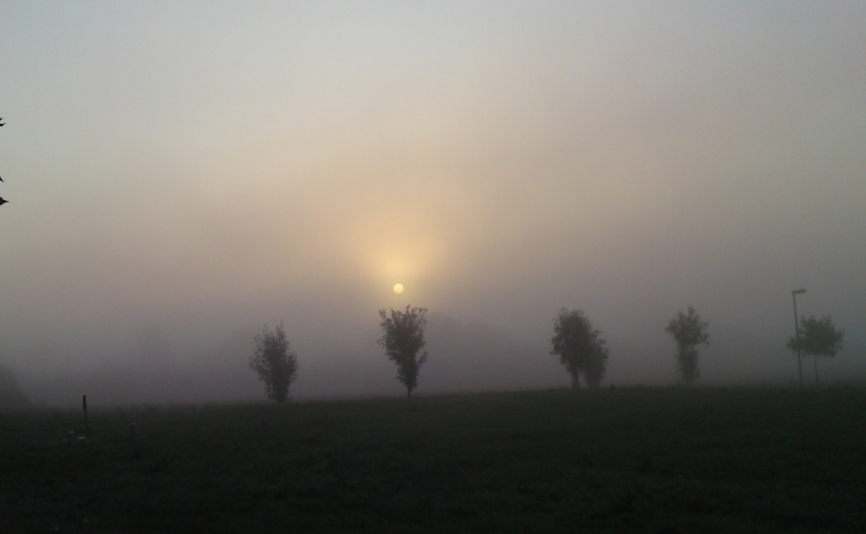 Sonnenaufgang über der Wiese