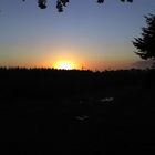 Sonnenaufgang über ein Tannenfeld