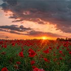 Sonnenaufgang über einem Mohnblumenfeld vor den Toren der Hansestadt... 