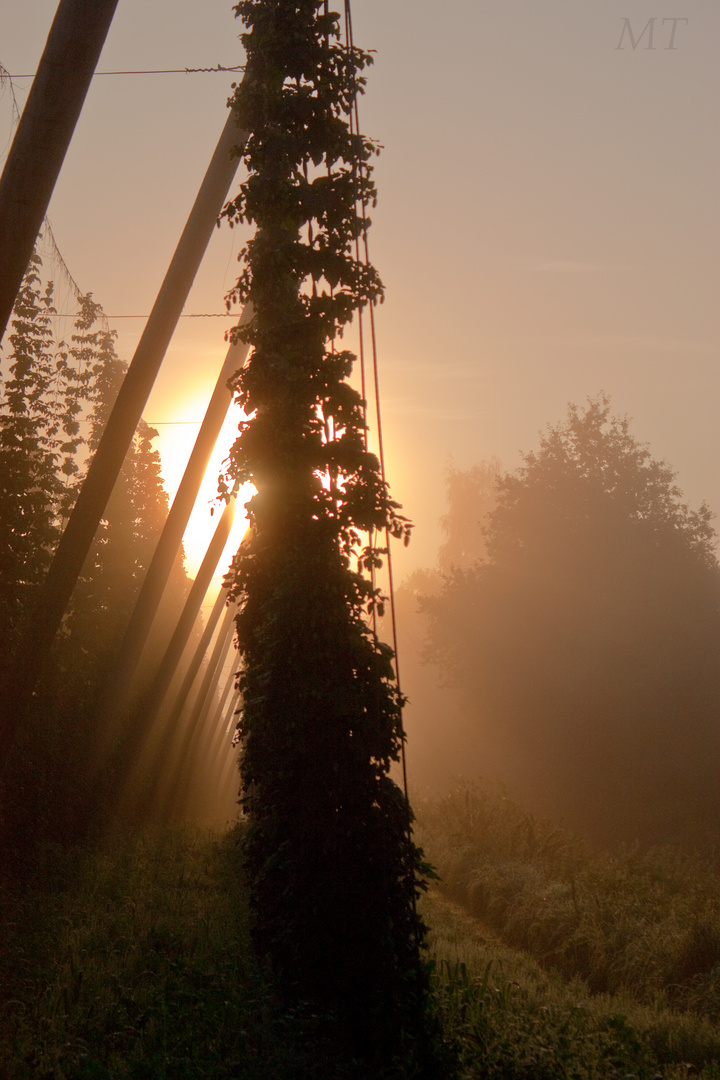 Sonnenaufgang über Hopfengarten