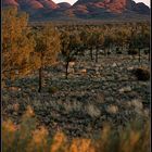 Sonnenaufgang über Kata-Tjuta